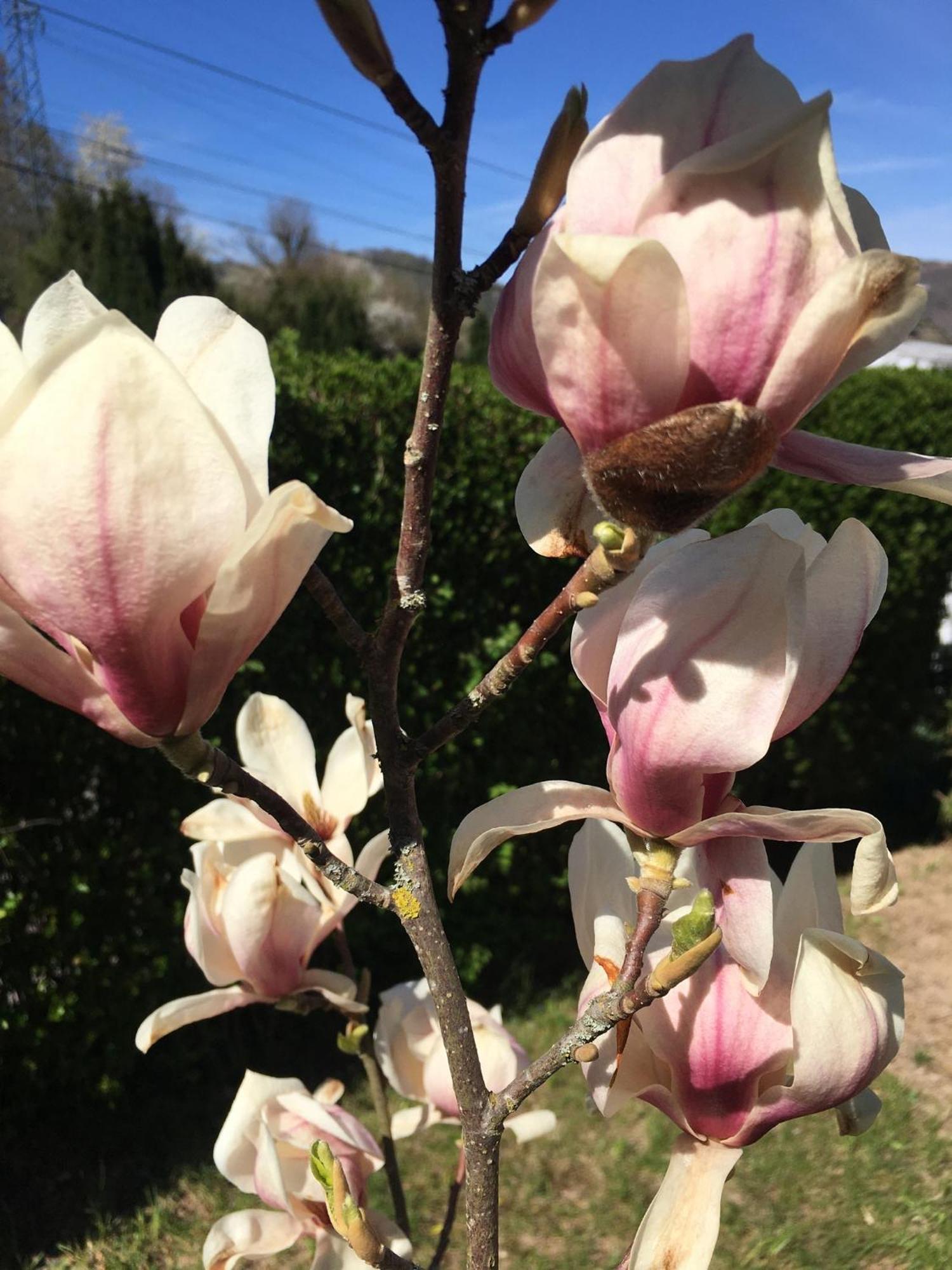 Les Magnolias En Alsace - Meuble De Tourisme 3 Etoiles Daire Barembach Dış mekan fotoğraf